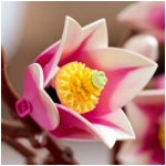 LEGO Botanicals: Magnolia Branches - Image 3