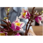 LEGO Botanicals: Magnolia Branches - Image 6